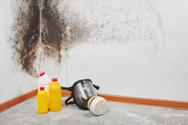 Mold Testing and Removal in Huntersville, NC