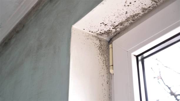 Best Best Mold Removal Companies  in Huntersville, NC