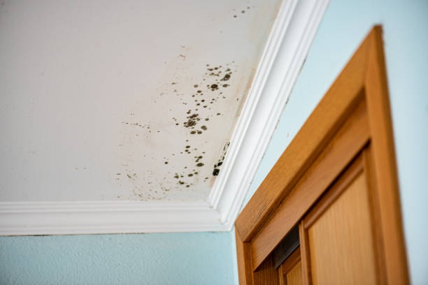Best Mold Testing and Removal  in Huntersville, NC