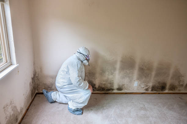 Best Emergency Mold Removal  in Huntersville, NC