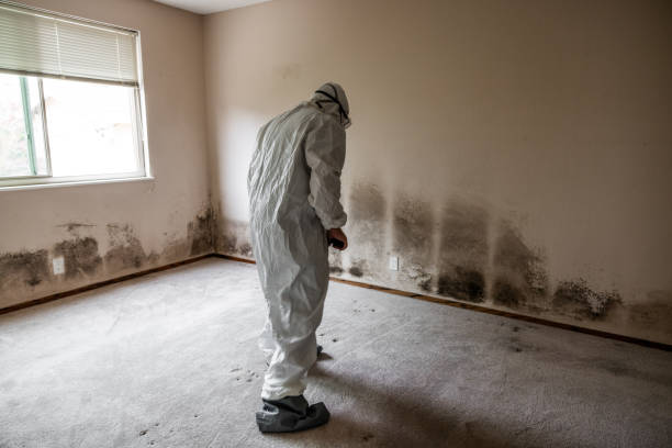 Best Emergency Mold Removal  in Huntersville, NC