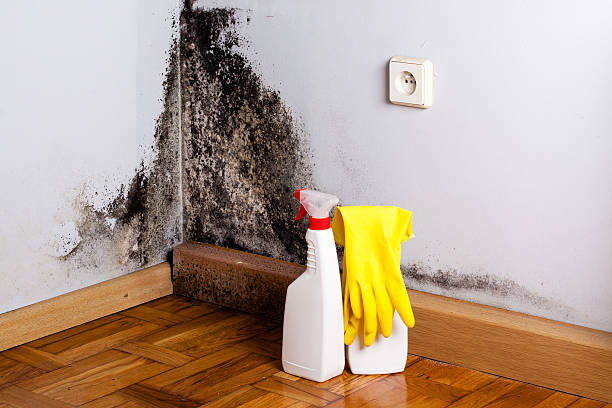 Trusted Huntersville, NC Mold Removal Experts