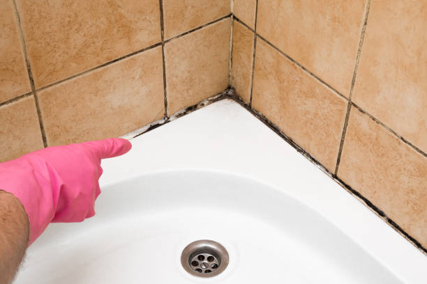Best Toxic Mold Removal  in Huntersville, NC